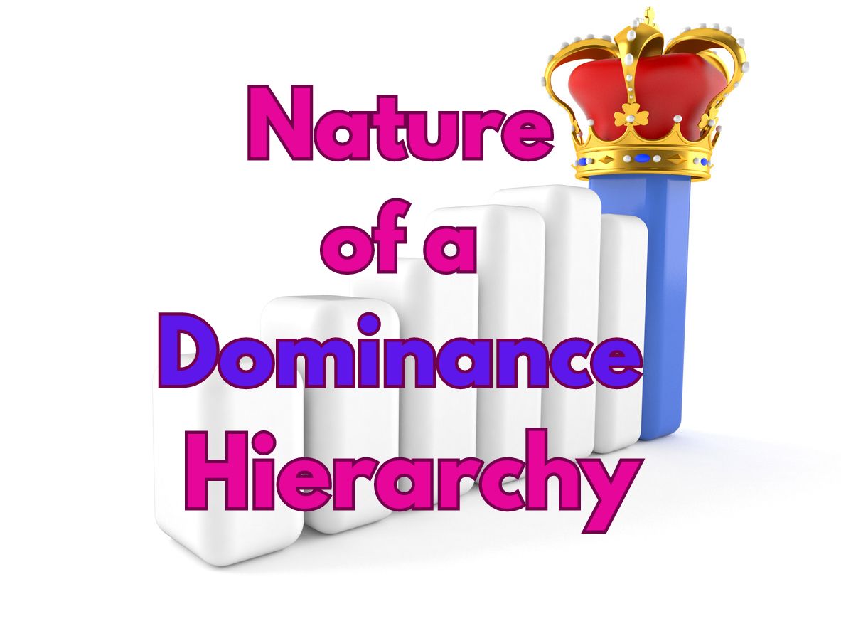 Nature of a Dominance Hierarchy